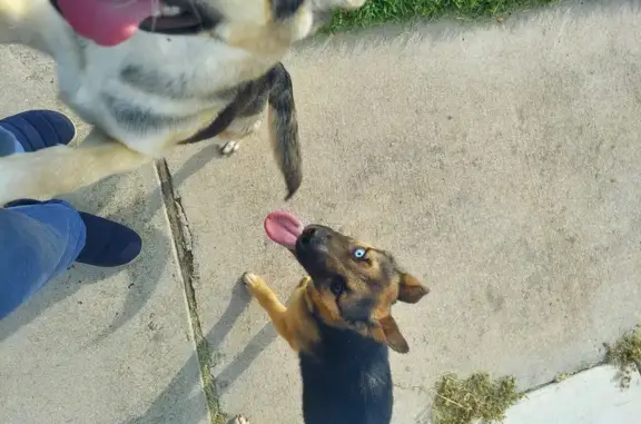 Lost Pups Found: Shepherd-Husky Mixes!