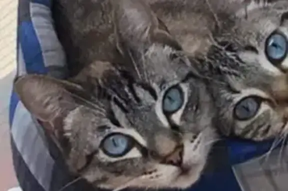 Gatos perdidos, , foto: Gato Extraviado en l'Ametlla - ¡Ayuda!