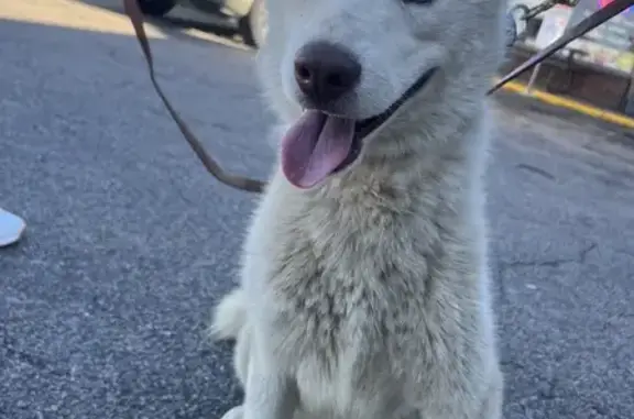 Found Friendly Red Husky - Brockton, MA