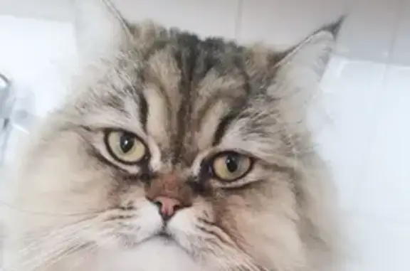 Lost Male Persian Cat - Whitby St, Tynemouth