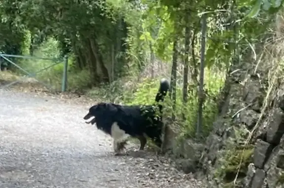 Bouvier perdu au Rouret - photo