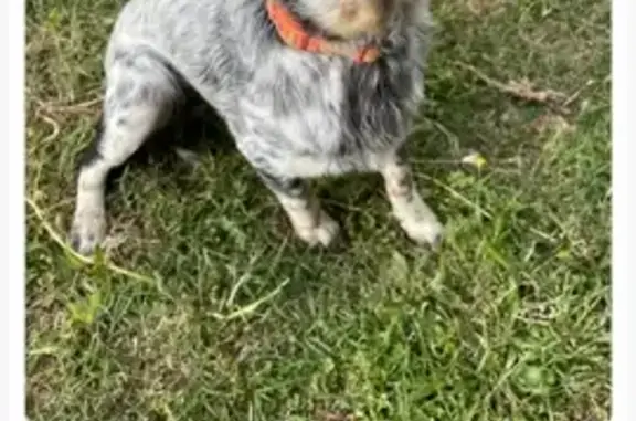 Chien trouvé à Speloncato - photo