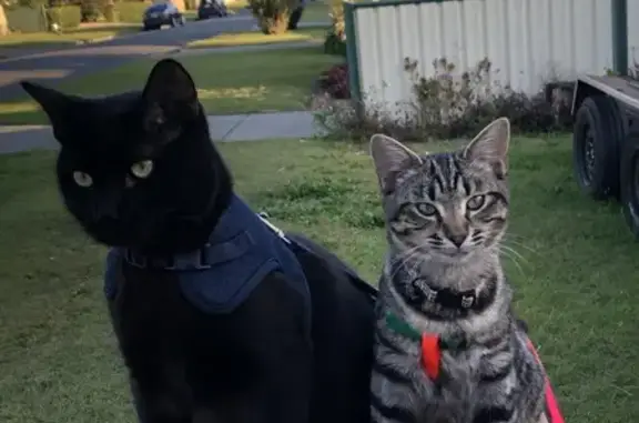 Lost Cats in Kelvin Grove: Help Find Zara & Peter!