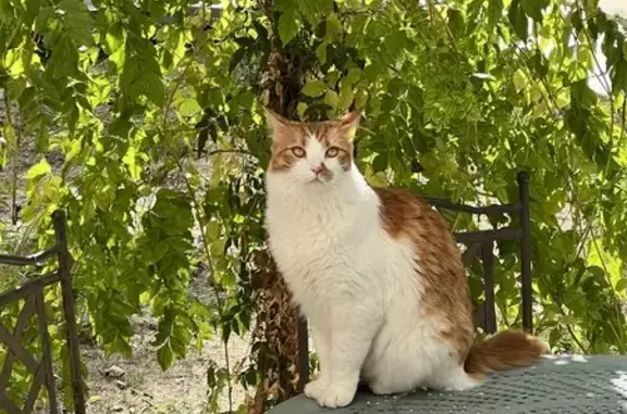 Chat perdu, Les Angles, photo: Chatte rousse perdue - Les Angles