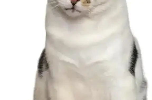 Chat perdu, Battenheim, photo: Alerte: Aslan, chat tricolore perdu!