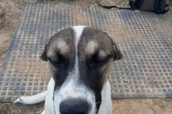 Chien perdu Flourens, photo : Chien et chiot perdus à Floure