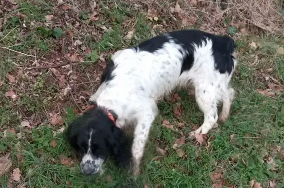 Animaux perdus Montmeyran, photo: Chien Springer Perdu - Montmeyran
