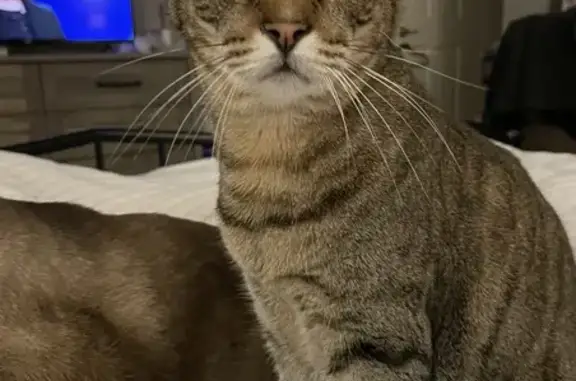 Lost Tabby Cat in Birmingham - Help Find Champs!