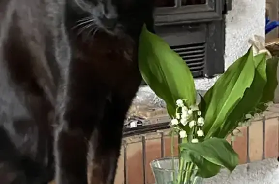 Chat perdu, Martigues, photo: Chat noir disparu à Martigues