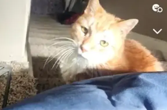 Help Find Nemo: Deaf Senior Cat Lost on Heyboer Ave!