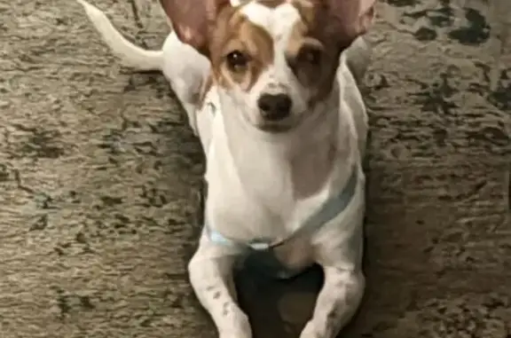 Lost Chihuahua: White & Brown, Scared - Phoenix