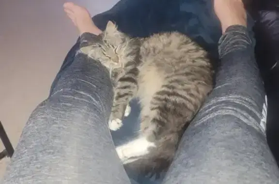 Chatte grise Cracotte perdue - photo