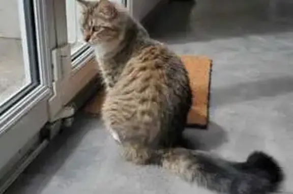Animaux perdus Capbreton, photo: Chatte tigrée perdue à Capbreton