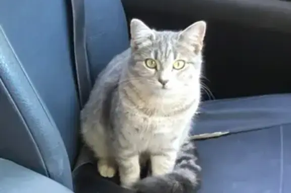 Animaux perdus , photo: Chatte grise disparue à Boô-Silhen