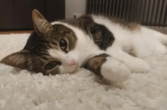 Animaux perdus Angoulême, photo: Chat craintif perdu à Angoulême