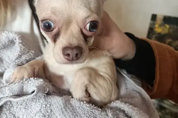 Chien perdu identifié à Reims - photo