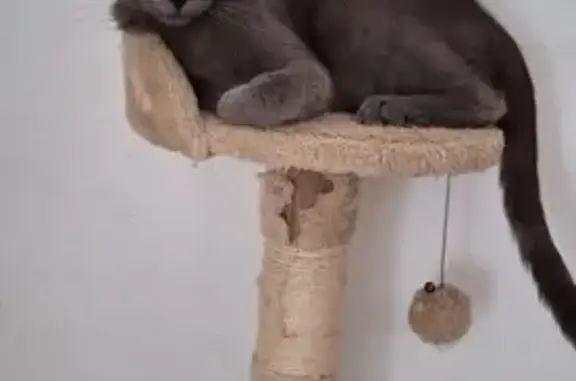 Gatos perdidos, , foto: ¡URGENTE! Gato Pelusa Perdido - Ayuda a Encontrarlo