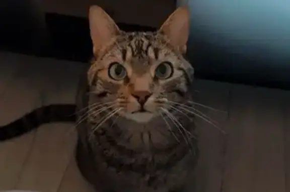 Chat perdu, Montluçon, photo: Chat Perdu à Montluçon, 160 Rimard