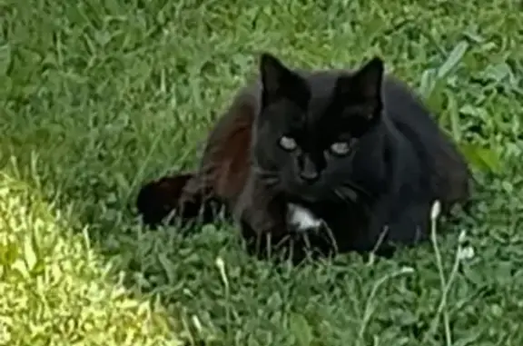 Chatte noire retrouvée à Cenac - photo