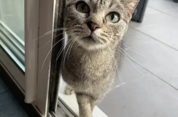 Chat européen trouvé au Mans - photo
