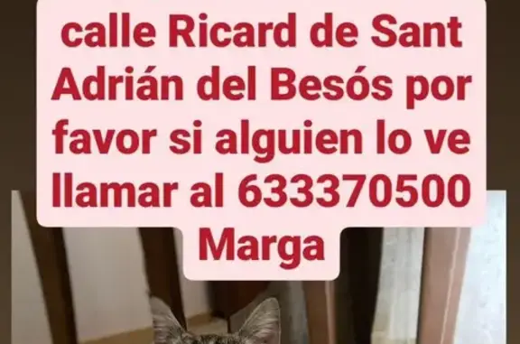 ¡Ayuda a Encontrar! Gato Atigrado Gris y Marrón Perdido