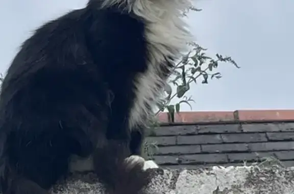 Lost Tuxedo Cat - Fluffy Tail & White Paws!