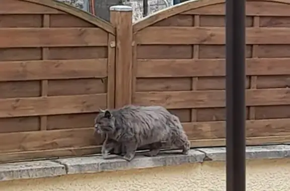 Chat gris peureux trouvé à Châtenois - photo