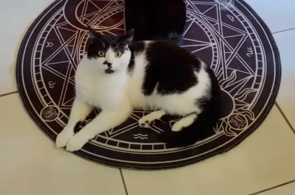 Animaux perdus , photo: Chat noir et blanc disparu