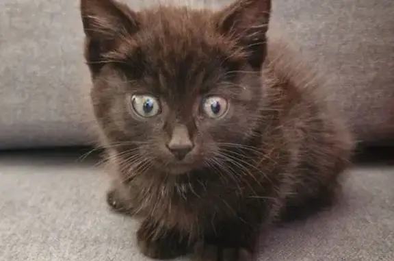 Chaton noir trouvé à Pleugueneuc - photo