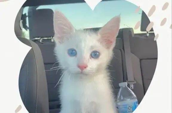 Lost White Kitten: Blue Eyes, Playful - Help!