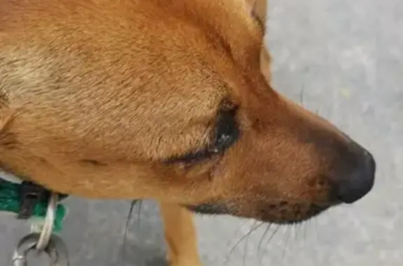 ¡Ayuda! Perro Miedoso Perdido en Lorca