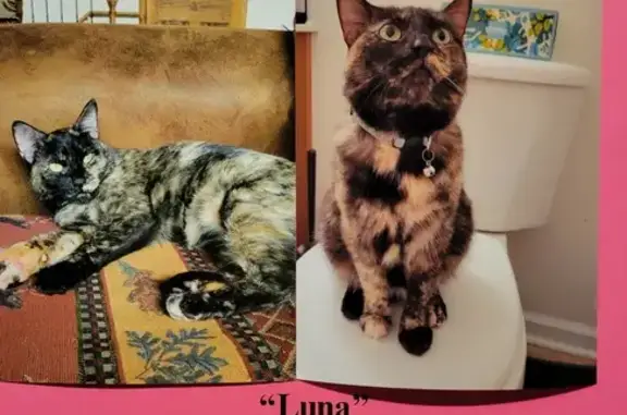 Lost Tortie Cat Luna - Green Eyes, Unique Paw!