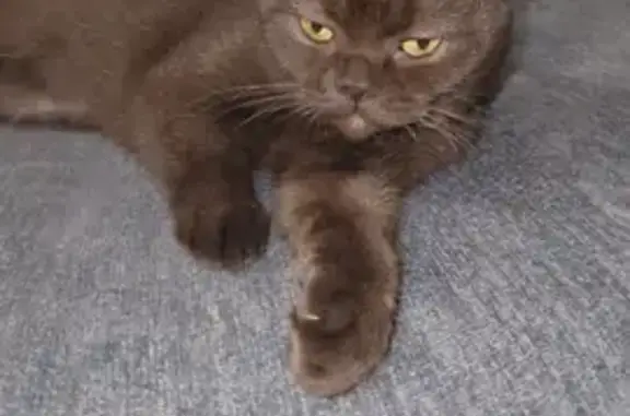 Lost Brown Cat in Norcross - Help Find Her!