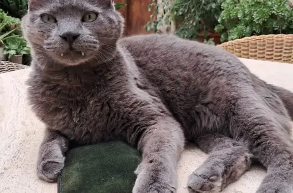 Gatos perdidos, , foto: ¡Ayuda! Gato Azul Ruso Perdido en Montuïri