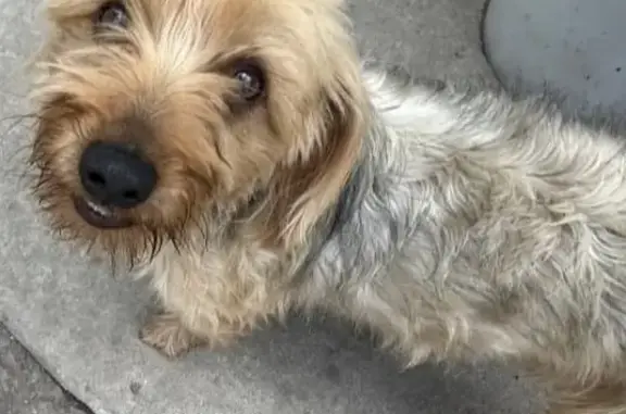 Lost Yorkie Lucky - West 58th St, Chicago!