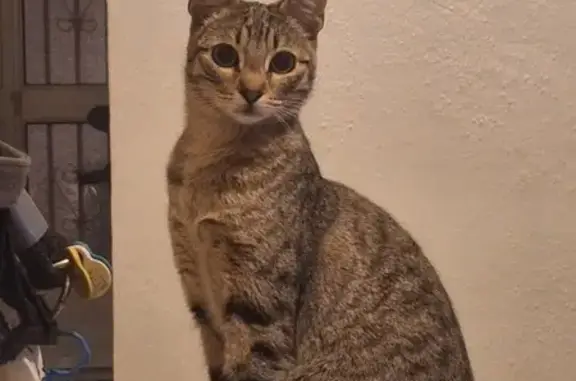 Animales perdidos , foto: ¡Ayuda! Gata Atigrada Perdida en Manantiales