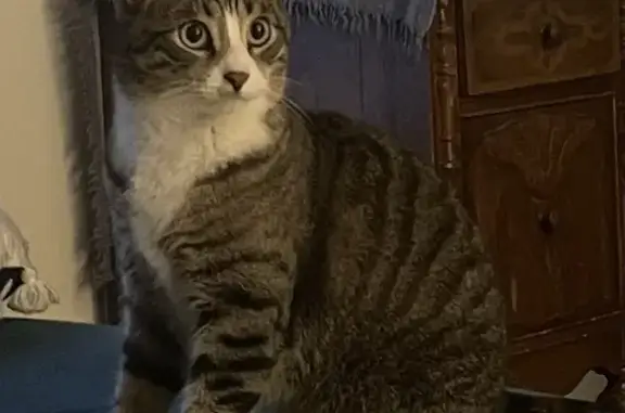 Missing cat , photo: Lost Cat Alert: 4yo Male in Oxford/Southbury
