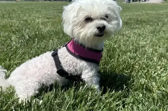 Lost Teacup Maltese in Groton - Help Find Her!