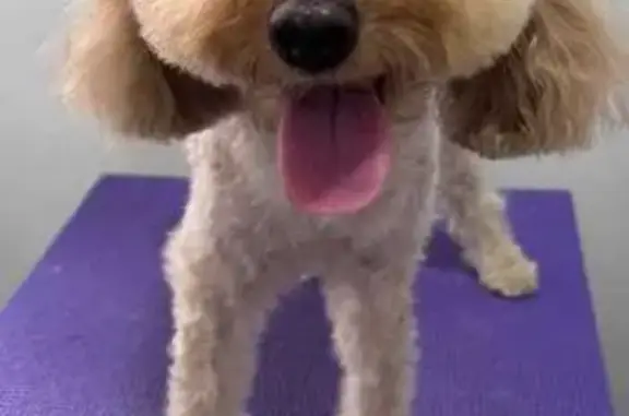 Lost Cavapoo Near Sembawang Centre - Help!