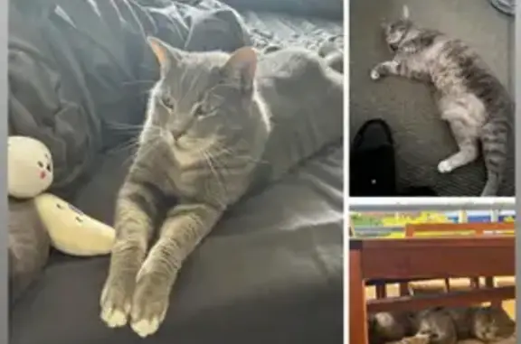 Lost Shy Grey Cat Titus - Tedder Ave, 13A