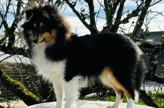 Chien perdu Valenciennes, photo : Chien noir perdu à Valenciennes