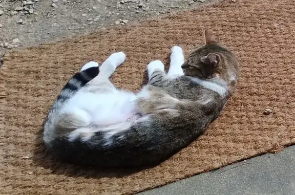 Minette tigrée perdue à Vescours - photo