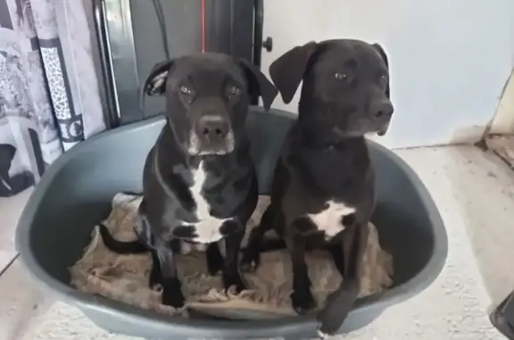 Chien perdu Beaune-la-Rolande, photo : Alerte: 2 chiens perdus à Beaune