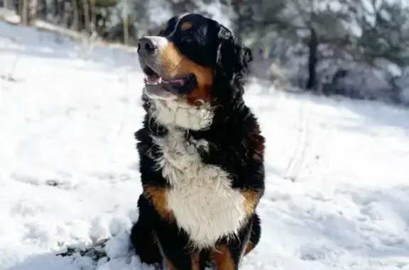 Chien perdu Ramatuelle, photo : Bouvier Bernois Perdu à Ramatuelle