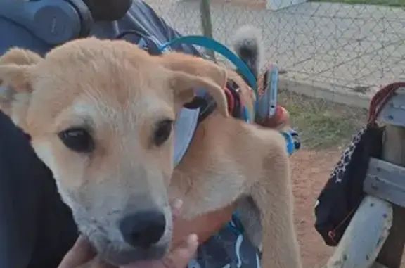 ¡Cachorro Canelita Rescatado en Pilas!