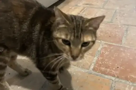 Chat tigré trouvé à Niort - photo