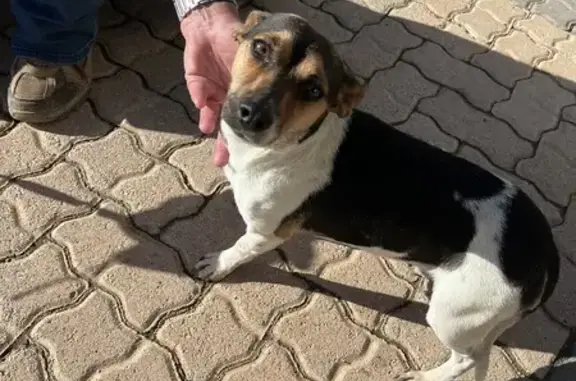 Lost Pup Found in Hawequa - Help Her Home!