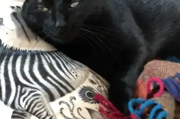 Animaux perdus Rouen, photo: Chatte noire perdue à Rouen