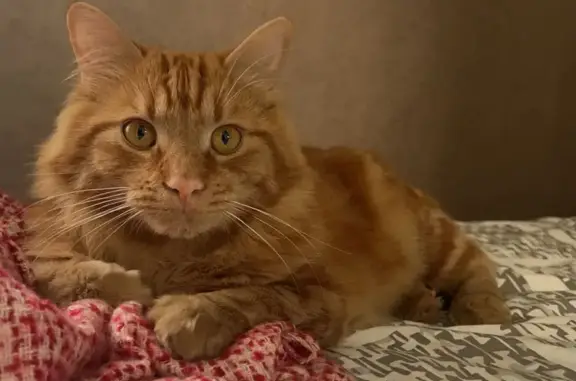 Chat perdu, Montluçon, photo: Chat roux pelucheux perdu à Montluçon