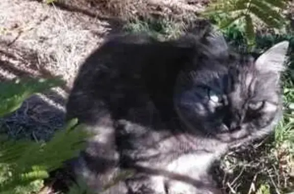 Chat perdu, , photo: Chat tigré gris perdu à Salin-de-Giraud